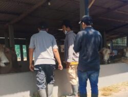 Iduladha Makin Dekat, Populasi Sapi di Pati Turun Signifikan