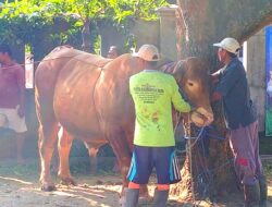 Hari Kedua Iduladha, Warga Rembang Sembelih Sapi Bantuan Presiden